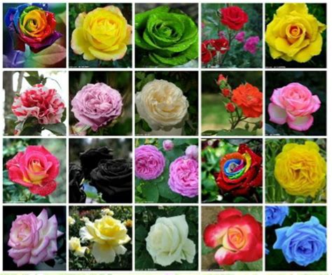 Macam Gambar Bunga Mawar Galeri Bunga HD
