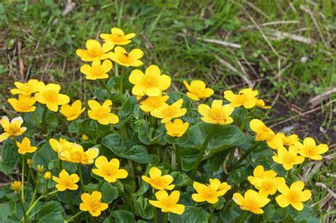 Kingcup Flowers Stock Photo Image Of Buttercup Nonurban 30021604