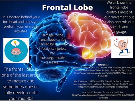 Frontal Lobe Physiopedia