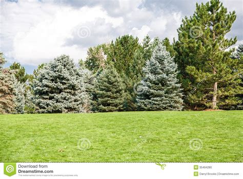 We cut down all the pine trees!! Pine And Fir Trees On Green Grass Hill Stock Photo - Image ...