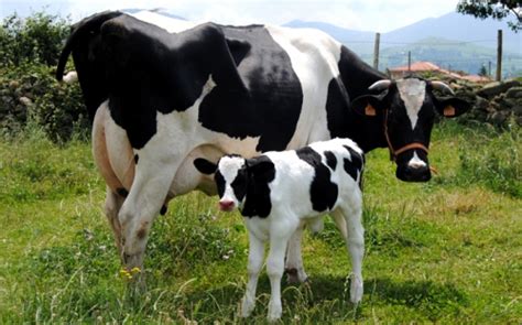 Levante De Vacas Y Toros Negocio Para Ganaderos Fuertes Contexto
