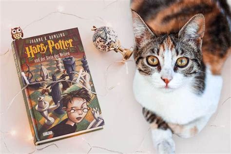 Each house has its own noble history and each has produced outstanding witches and wizards. 77+ Harry Potter Cat Names - Great Name Ideas! - Find Cat ...