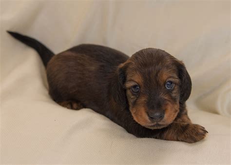 Miniature Long Haired Dachshund Puppies For Sale Dikerdachs