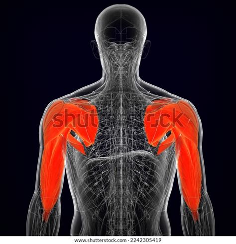 Human Upper Limb Muscle Anatomy Medical Stock Illustration 2242305419