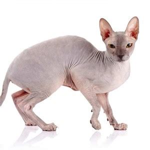 Eventually, i decided to make a big list of my top picks so that everyone can learn about non shedding cats. Top 10 Hypoallergenic Cats - Bow Wow Pet Insurance