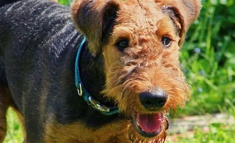 15 Amazing Facts About Airedale Terriers You Probably Never Knew The
