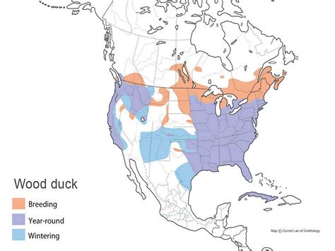 Wood Duck Types Of Ducks And Geese