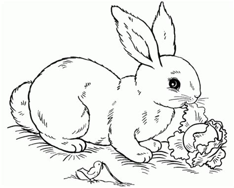 20 Free Printable Rabbit Coloring Pages
