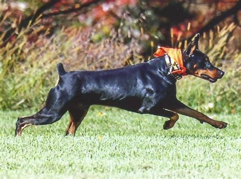 Once i finally get my doberman i will stop annoying you guys with breeder questions, ill just annoy you with training questions ). Shelian Dobermans, breeder of Champion Dobermans in South ...