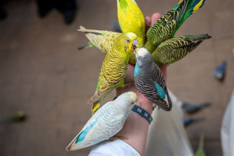 Feeding Tips Parakeets Guide Omlet Us