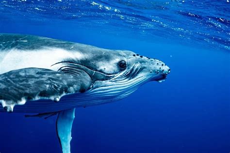Humpback Whale Animal Facts Megaptera Novaeangliae Wiki Point