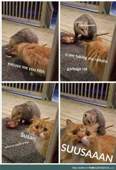 And here are more cat memes if those weren't enough. Dammit Susan | Funny cat pictures, Cute funny animals, Funny animal memes