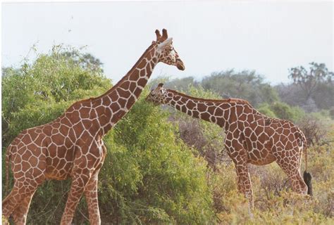 Reticulated Giraffe