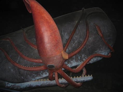 Unfortunately, the reports of their size are often exaggerated since one hypothesis for how giant squid evolved to grow so enormous is that the tremendous size the giant squid has captured the human imagination for more than 2,000 years. Untangling the Mysterious Genetic Tentacles of the Giant Squid | Science | Smithsonian