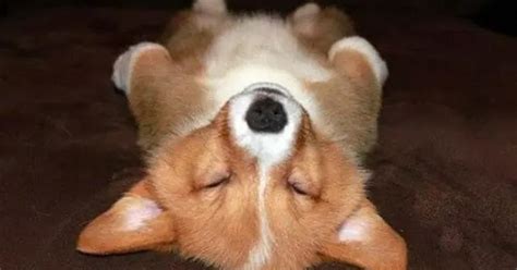 18 Corgis Sleeping In Totally Ridiculous Positions Dog Red Line