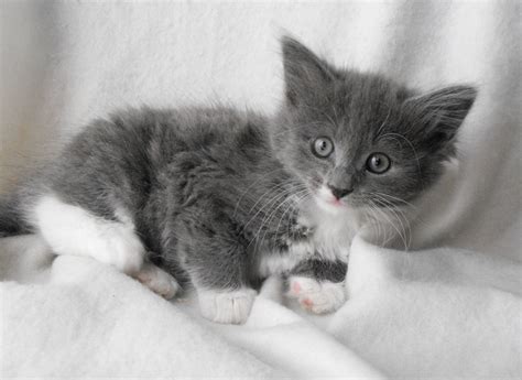 Image Beautiful Fluffy Grey White Kittens 8wks Old 51aef197b7454