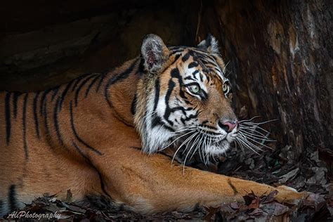 Tiger Ali C Flickr