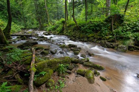 Mountain River Stream Flowing Through Thick Green Forest Bistriski