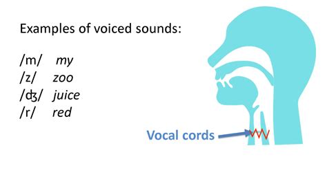 Voiced And Voiceless Sounds Consonants Of American English