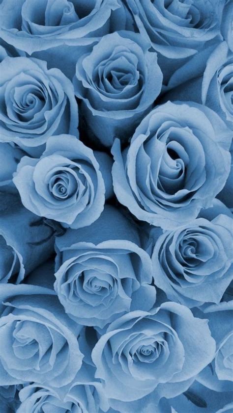 Lilac aesthetics tumblr aesthetic elegants. Beautiful blue flowers in 2020 | Blue roses wallpaper ...