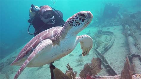 Best Diving Key Largo Memugaa