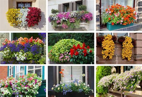The window box will end the year bursting with color. 40 Window and Balcony Flower Box Ideas (PHOTOS) - Home ...
