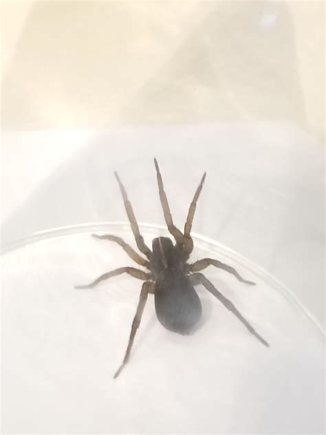 Found This Spider In My Basement Ohio Rspiders