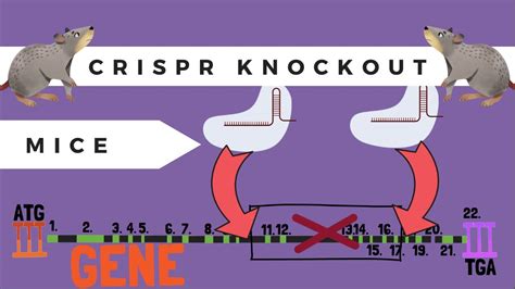 The Basics Of Crispr Cas9 Knockout Mice Youtube