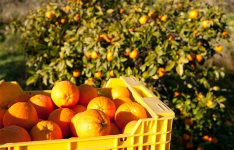 Orange Picking In Orlando 5 Best Orange Groves You Must Visit In 2023