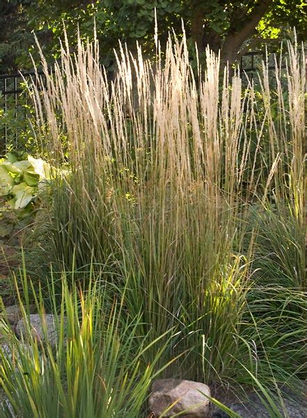 Karl Foerster Feather Reed Grass Wyoming Plant Company