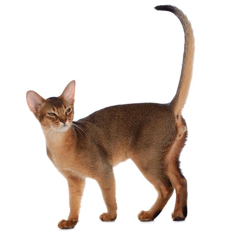 Abyssinian Breeders Australia Abyssinian Info And Kittens