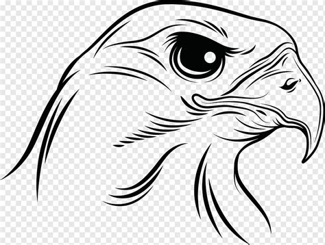 Drawing Black And White Graphy Hawk Face Monochrome Head Png Pngwing