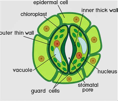 Stomata Structure Types And Functions