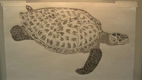 480x402 hawksbill sea turtle coloring page free printable coloring pages. Turtle Pencil Drawing at GetDrawings | Free download