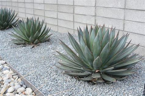 30 Desert Landscaping Plant Ideas To Perfect Your Garden Landscaping