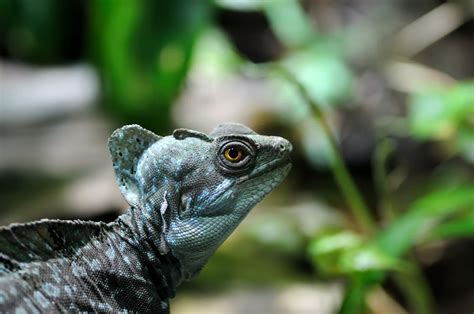 Lizard In A Rainforest Live Science