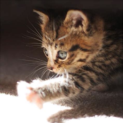 Cute Little Kitten Kittens Picha 37056668 Fanpop