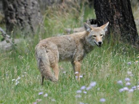 Authorities Warn Of Aggressive Coyotes At Saddle River County Park