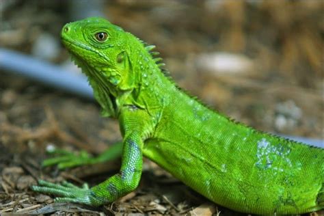 Te Lo Contamos Todo Sobre La Iguana Verde ¡no Te Lo Pierdas Wakyma