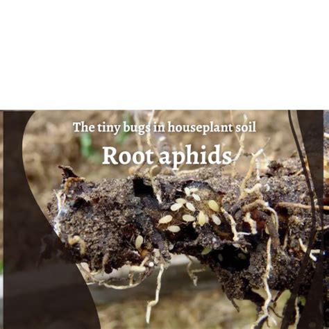 Where Do Root Aphids Come From In Houseplants Get Rid Of Them