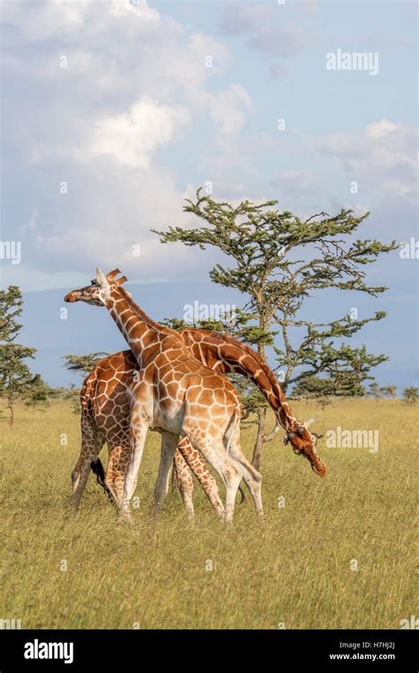 Two Reticulated Giraffe Giraffa Reticulata Somali Giraffe Both