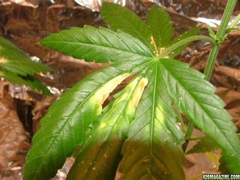 Here is a ready reckoner for cannabis plant and pest problems. Cannabis Plant and Pest Problem Solver - Pictorial - Page 2