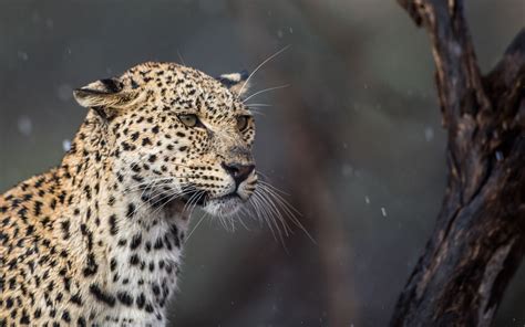Leopard Hunting In The Rain In Kgalagadi Transfrontier Park South