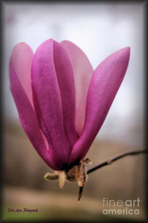 Whatever problems accompany it (aside from damaged roots caused by construction) are insignificant in comparison to its innate value in an appropriate landscape or forest. Pink Tulip Tree Bloom Photograph by Robin Ayers