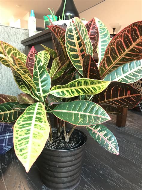If it doesn't have a drainage hole. Novice gardener: when I repot this can I split it into ...