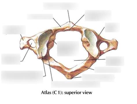 Cervical Atlas Vertebra Superior View Diagram Quizlet