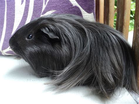 Silkie Guinea Pig Info Pictures Personality And Traits Pet Keen