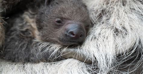 Denver Zoo holds contest to name new baby sloth | News | gazette.com