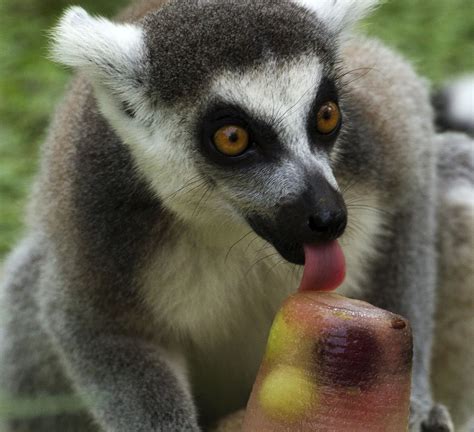 A Ring Tailed Lemur Licks A Block Of Flavored Ice Spiritanimals
