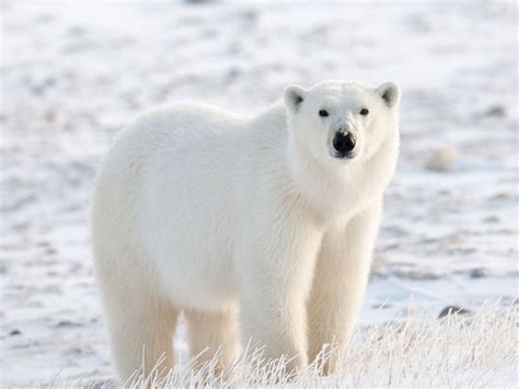 Oso polar es la primera película latina filmada en iphone, ganadora del festival de morelia y muchos premios más. ¿Es verdad que el oso polar es muy agresivo?